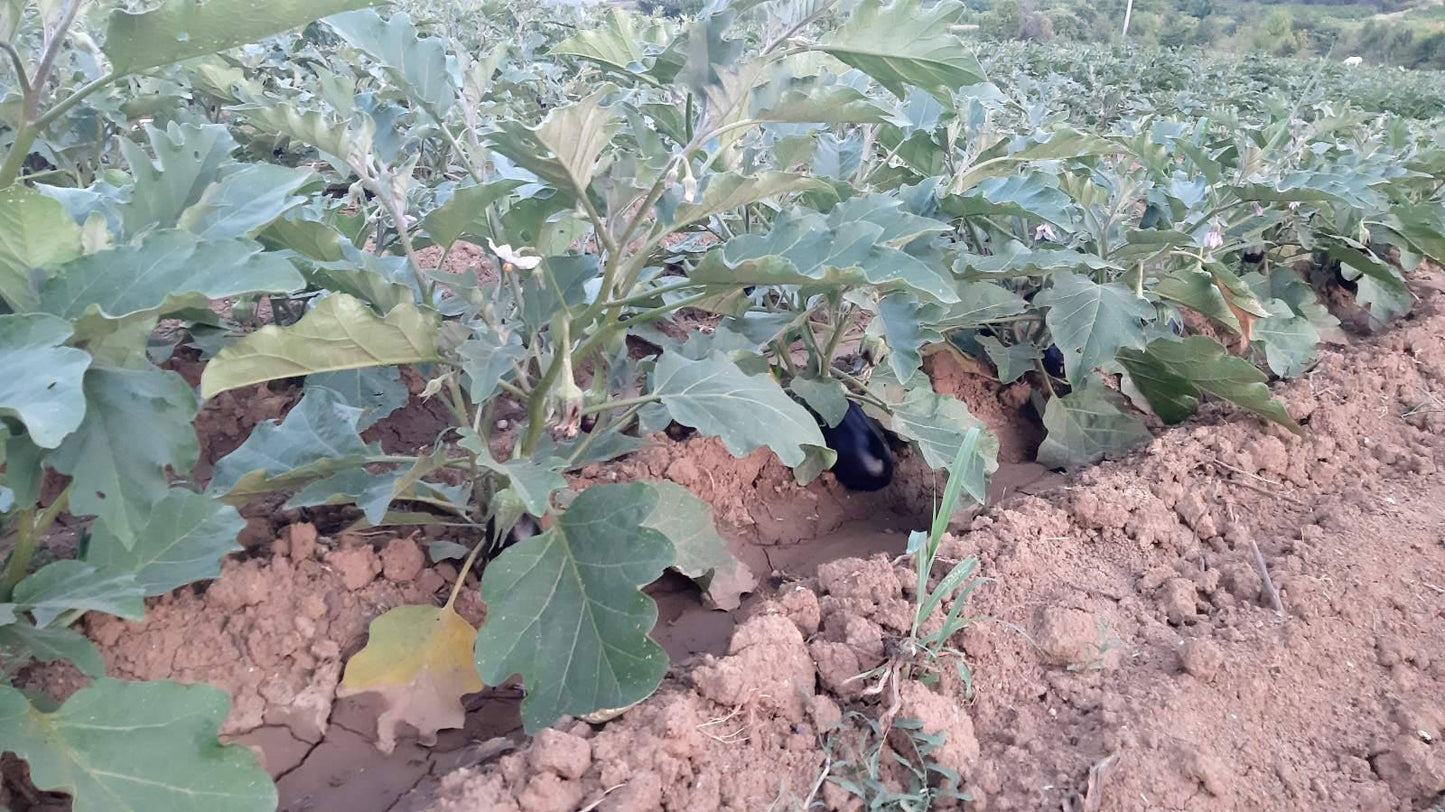 Bio Malidzano / Bio Auberginen Aufstrich Greenfood
