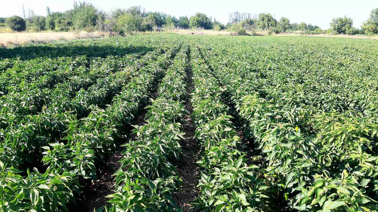 Bio Malidzano / Bio Auberginen Aufstrich Greenfood