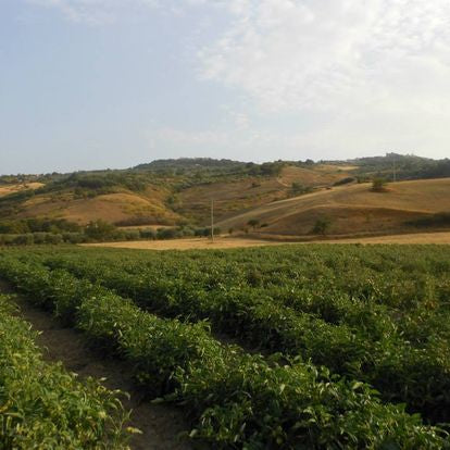 Lenticchie al Naturale Bio - Linsen Nature