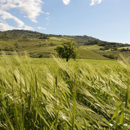Ceci al naturale Bio - Natürliche Bio Kichererbsen