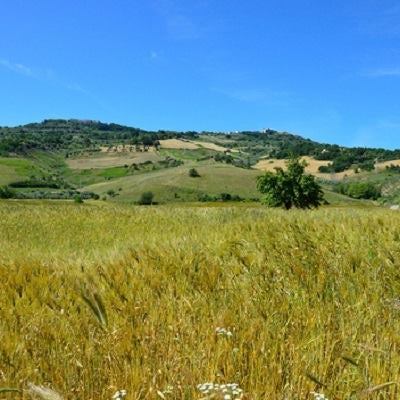 Lenticchie al Naturale Bio - Linsen Nature