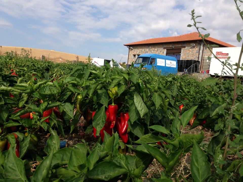 Bio Tomatopiperia Relish