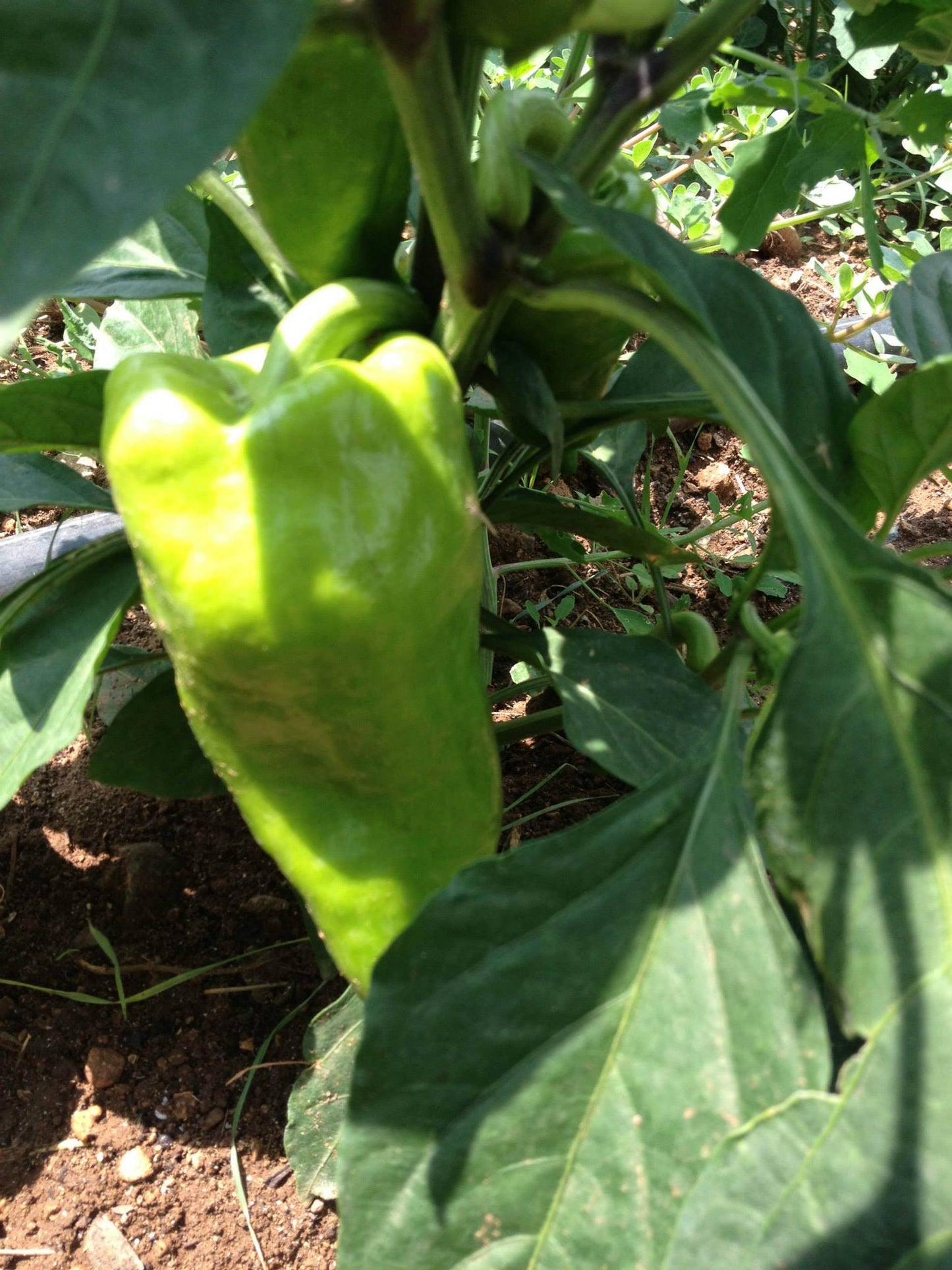 Bio Paprika Pesto Grün