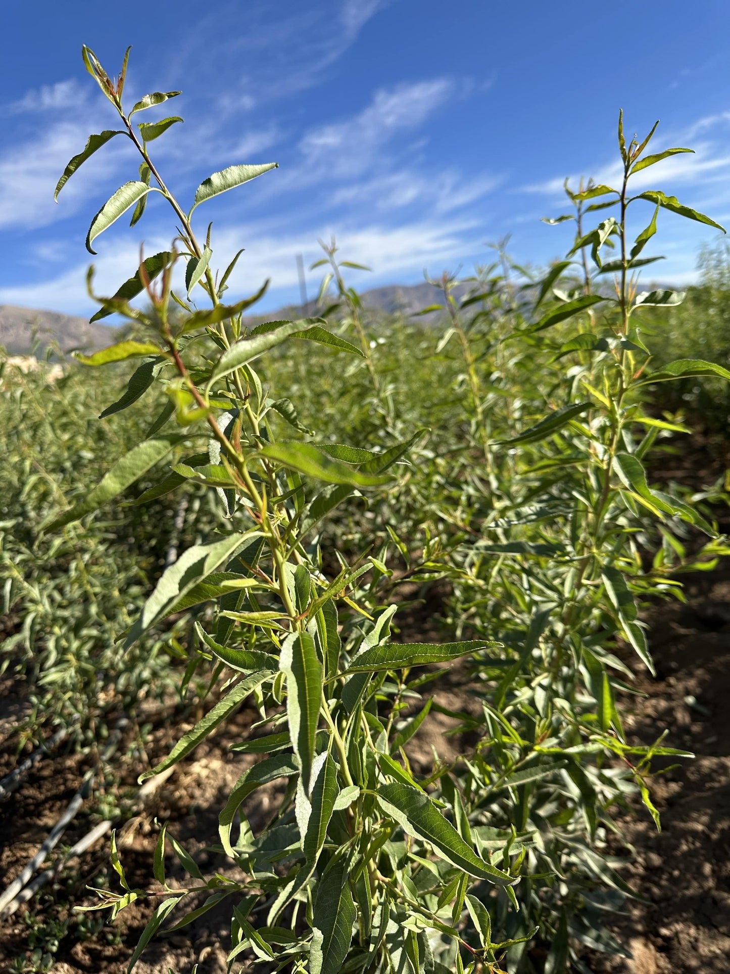 Baba Ganoush Vegavilanos