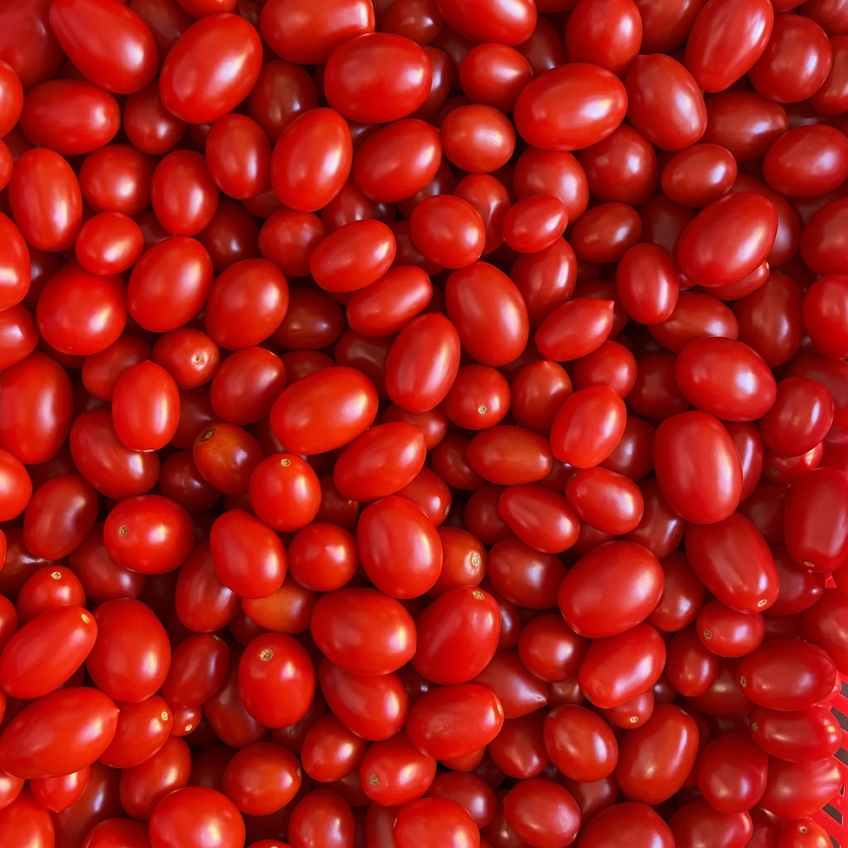 Laboratorio Salsa Passata Bio