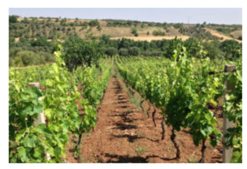 Aglianico del Vulture DOC Grifalco
