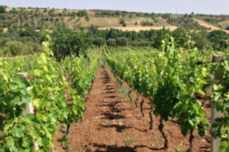 Aglianico del Vulture DOC Gricos Cantina Grifalco Rotwein