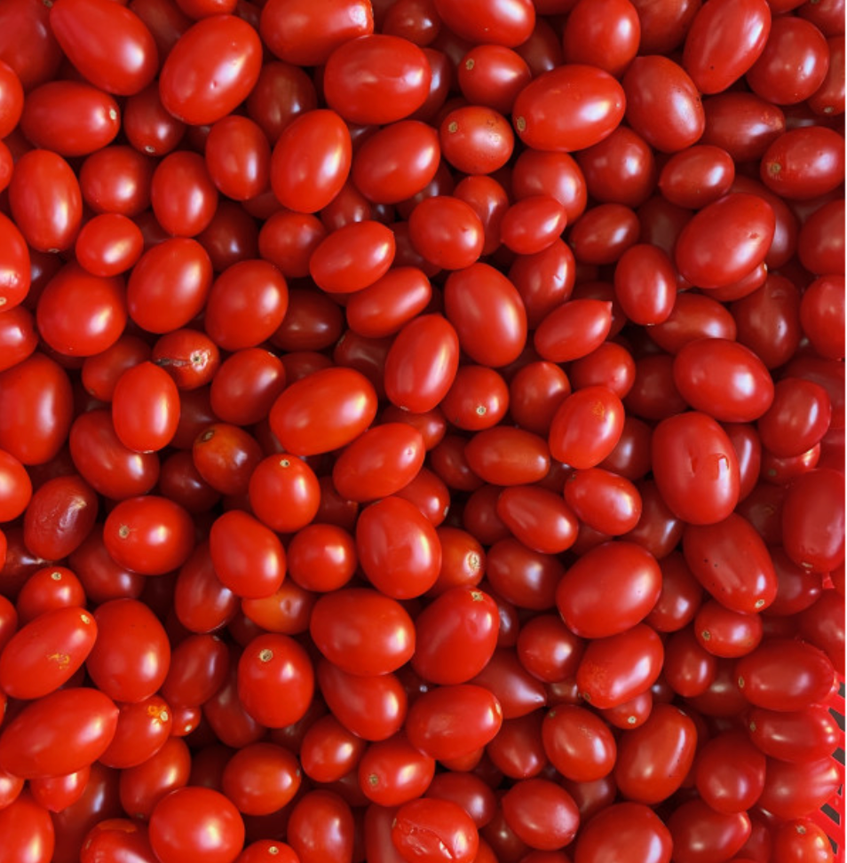 Laboratorio Pomodorini Datterini in Salsa Bio