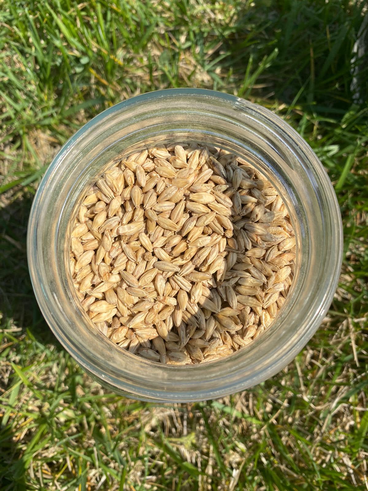 CA’ Barley Helles Bier Ca Barley Birrificio Agricolo Bio