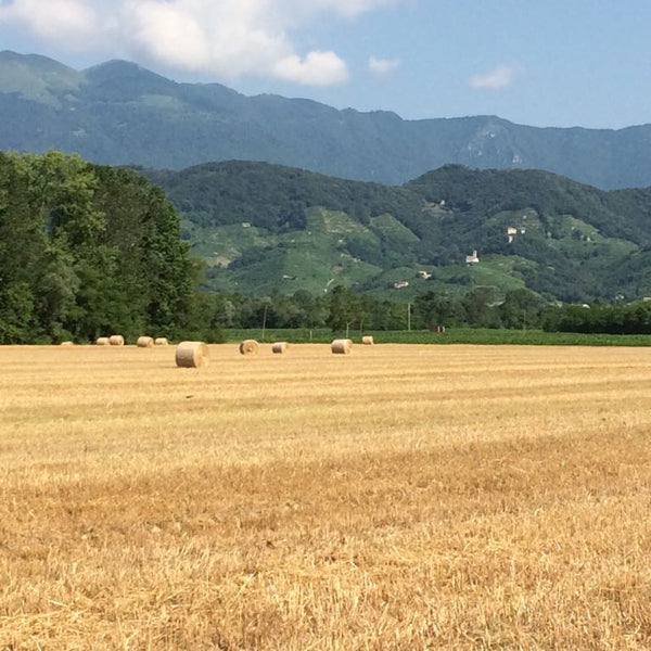 VIENNA Bier Ca Barley Birrificio Agricolo Bio