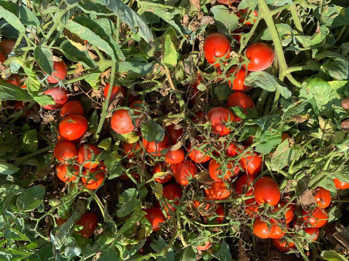 Laboratorio Pomodorini Datterini in Salsa Bio