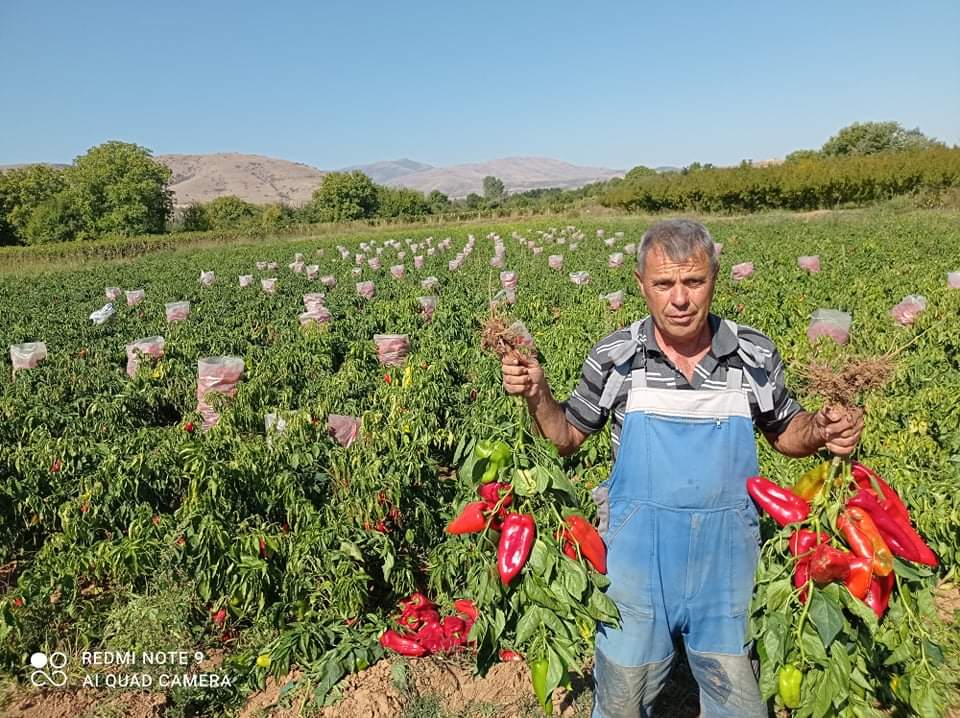 Bio Ajvar pikant Greenfood