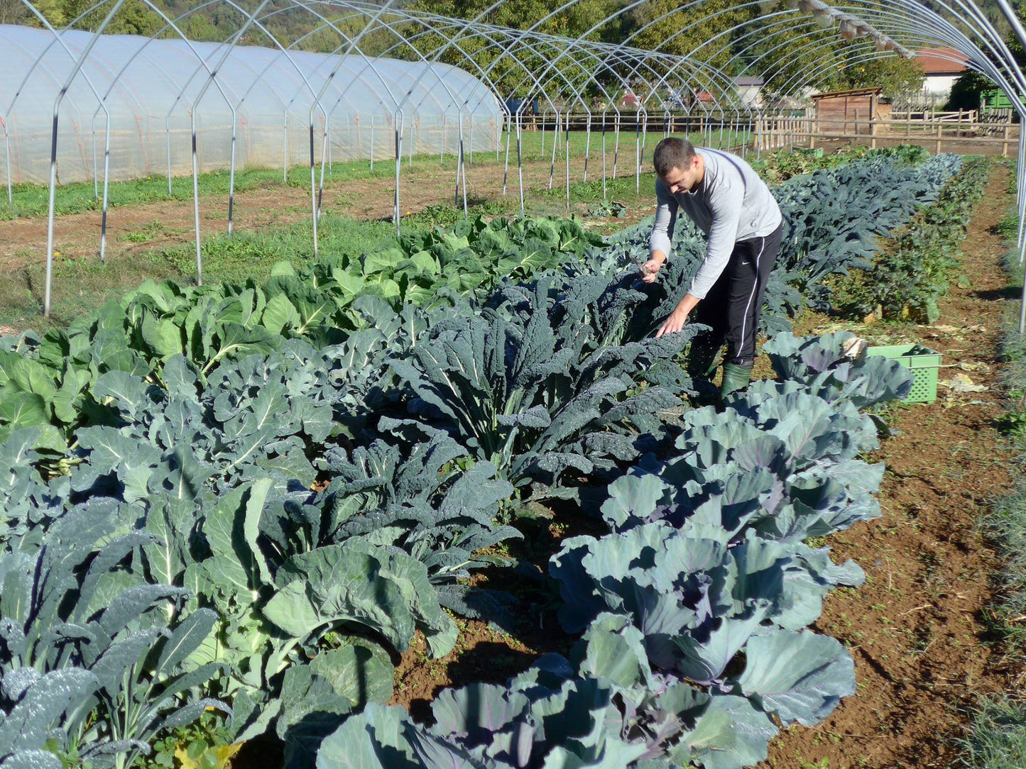 Blumenkohl mit Kräuter der Cascina Rosa