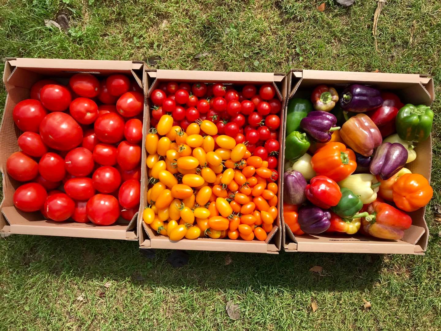 Getrocknete Bio Tomaten