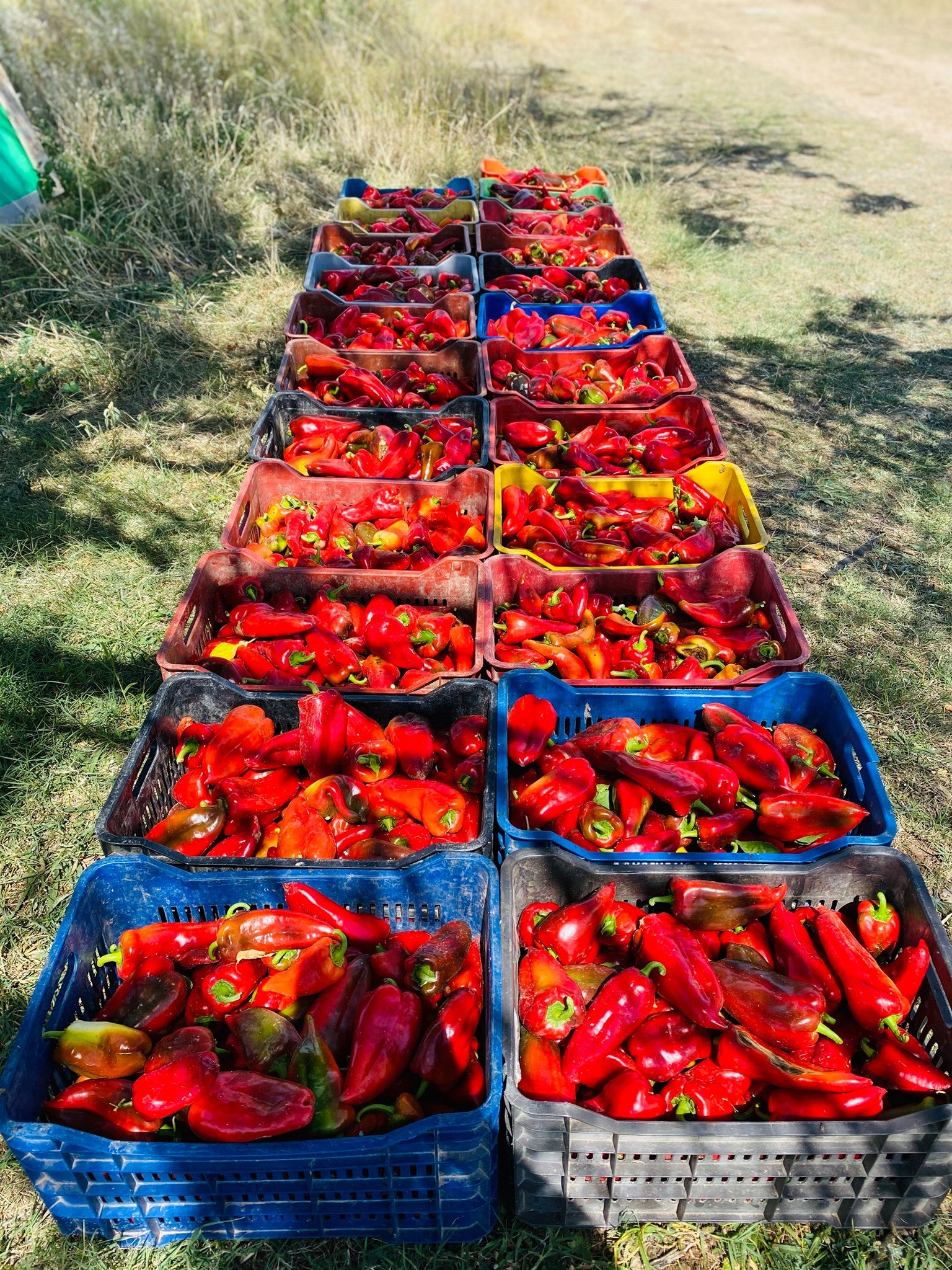 Bio Piperokama getrockneter Scharfer Paprika