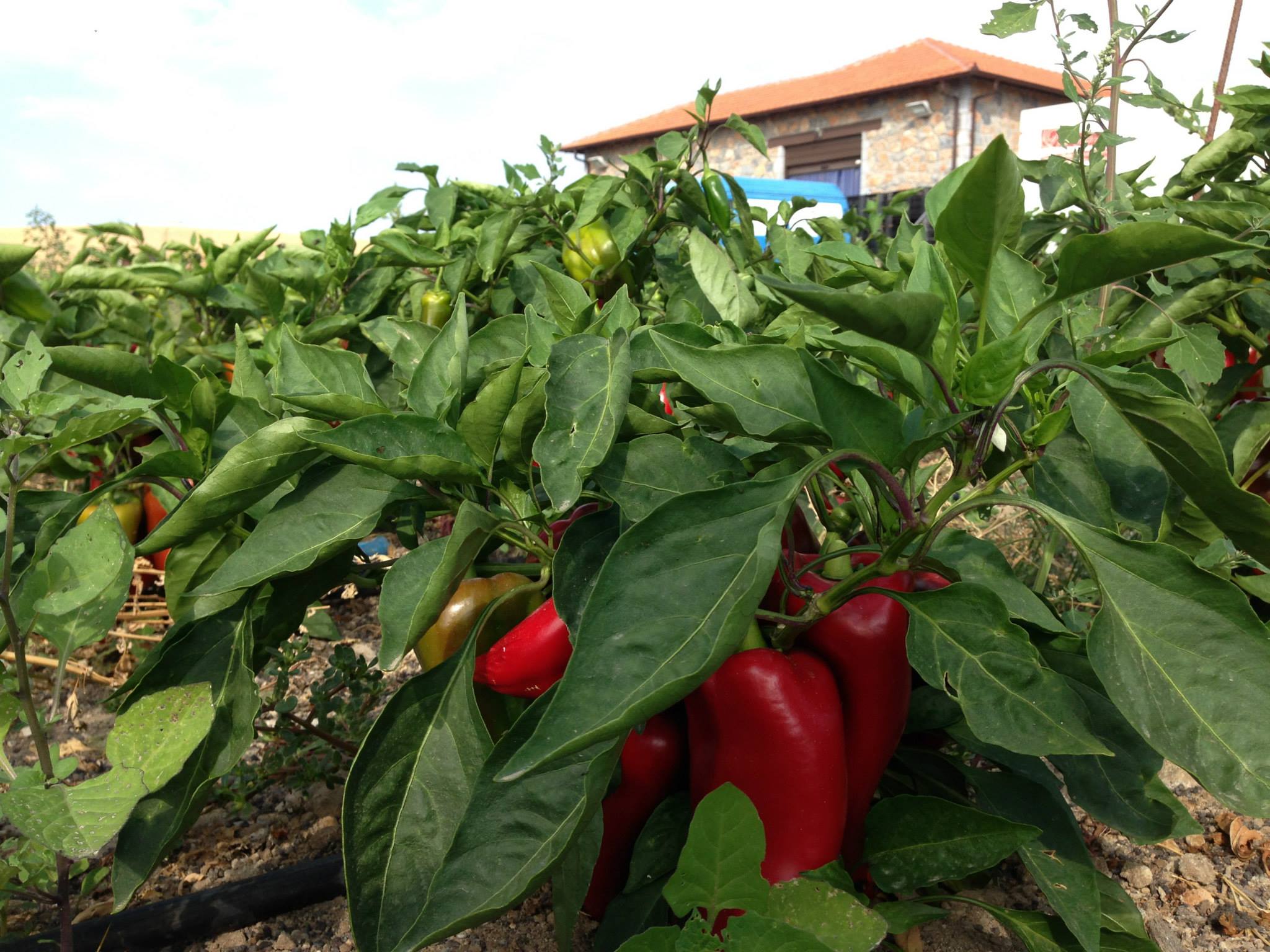 Bio Piperokama getrockneter Scharfer Paprika