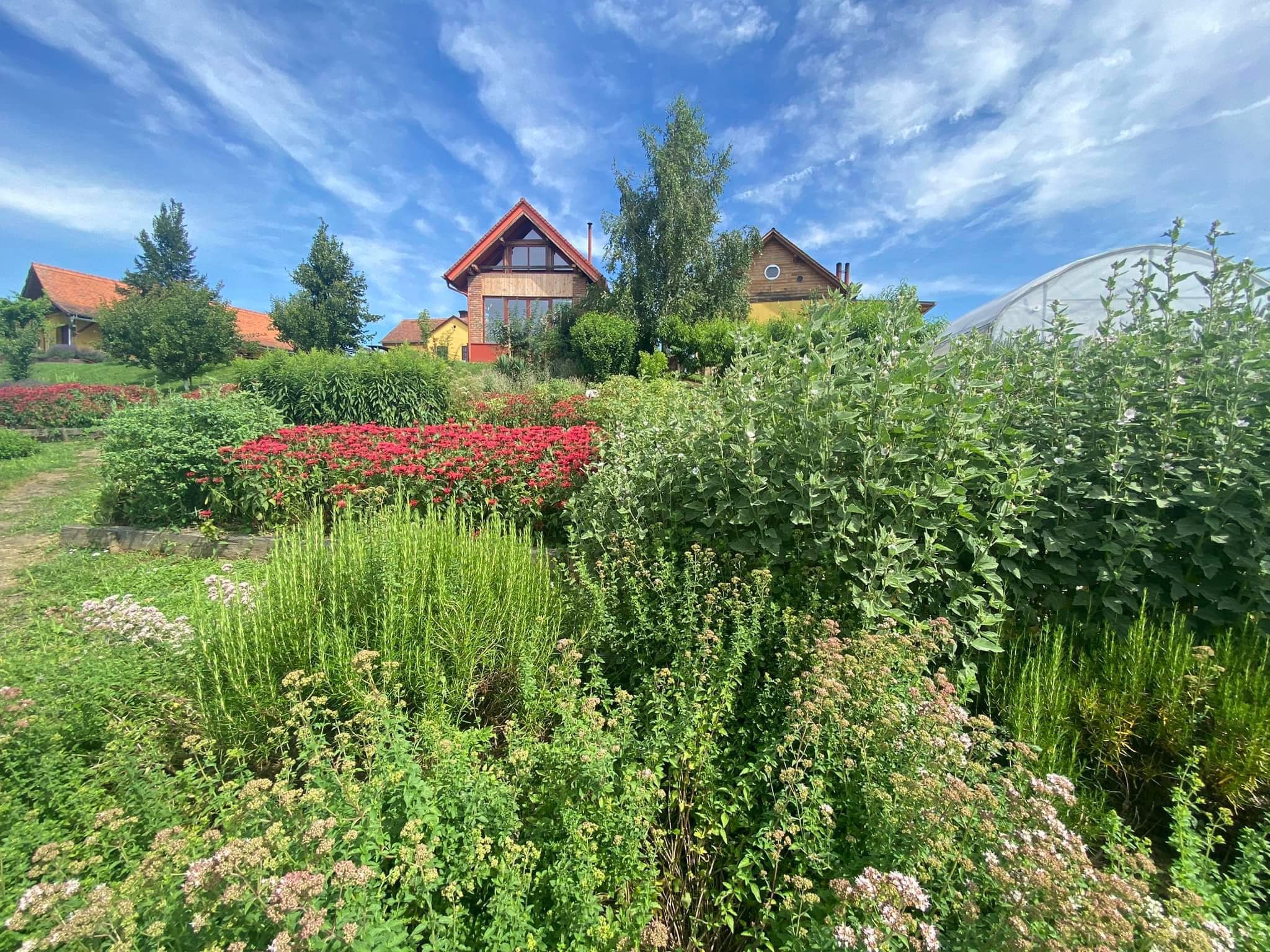 Bio Bärlauch Pesto