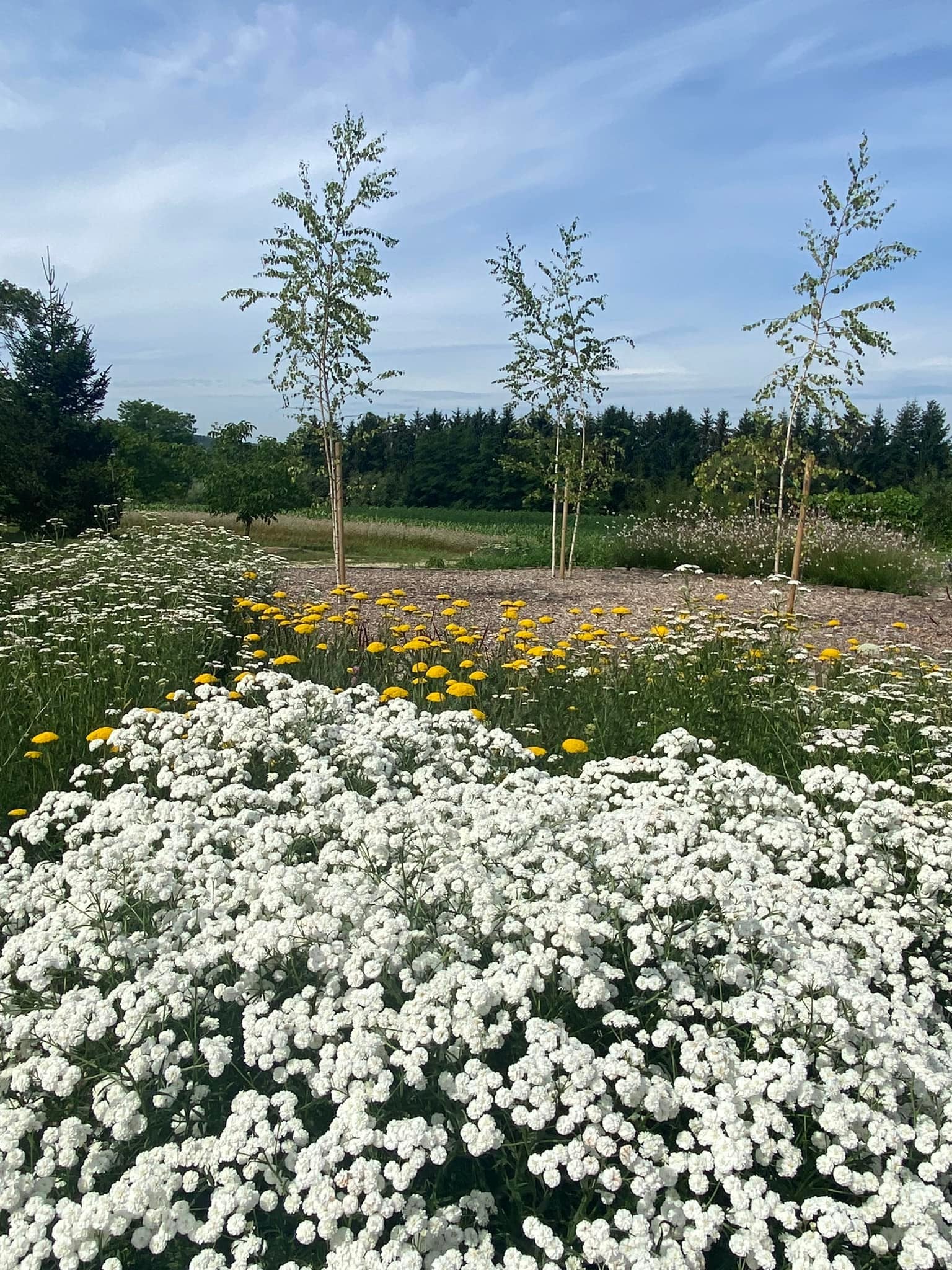 Bio Pribinova Kräutersalz Mischung