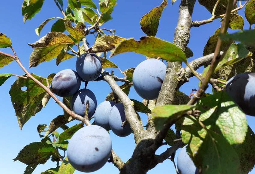 Bio Trauben Apfel Marmelade