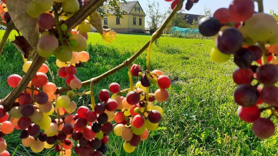 Bio Trauben Apfel Marmelade