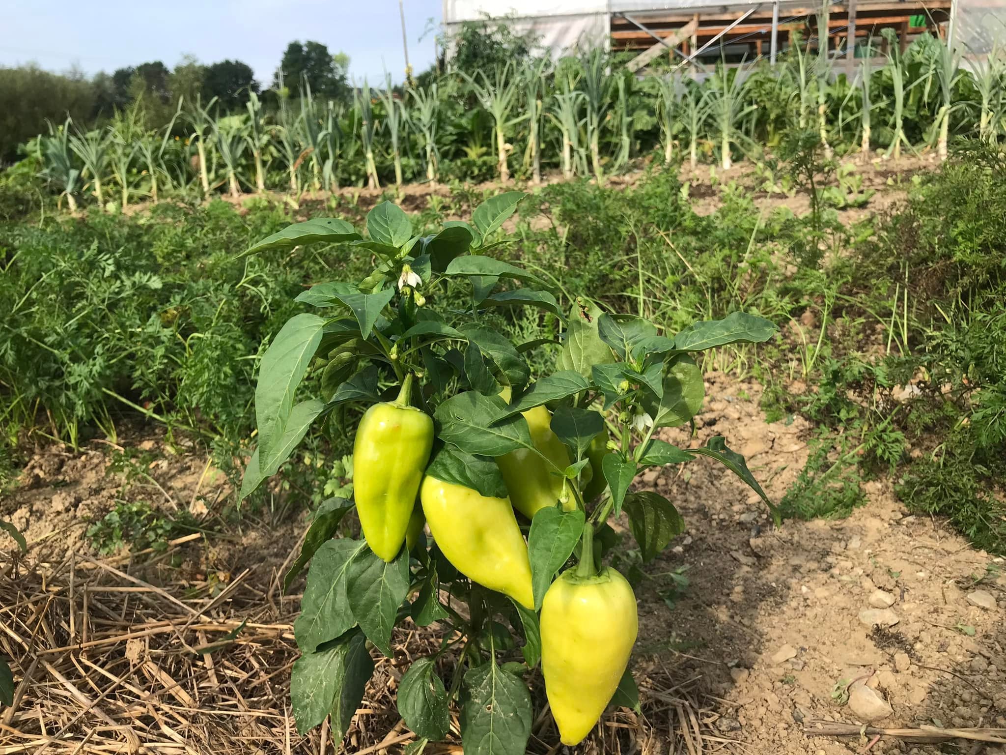 Getrocknete Bio Paprika Streifen