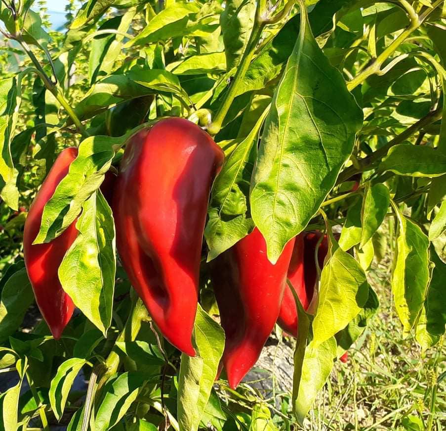 Getrocknete Bio Paprika Streifen