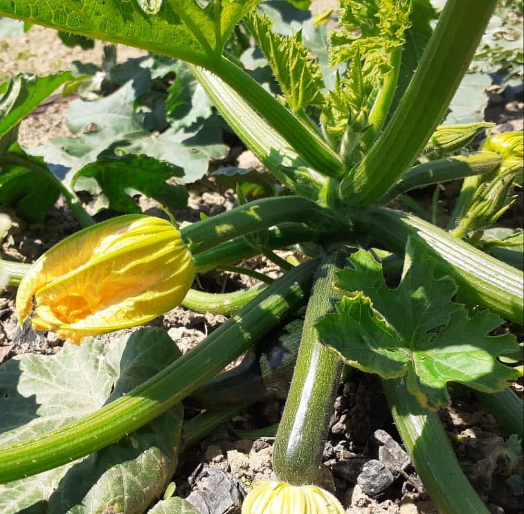 Eingelegte Bio Zuchini