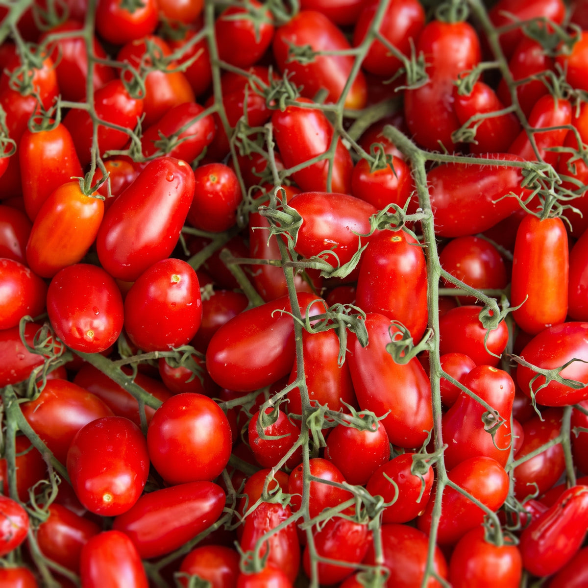 Laboratorio Pomodori Pelati Bio