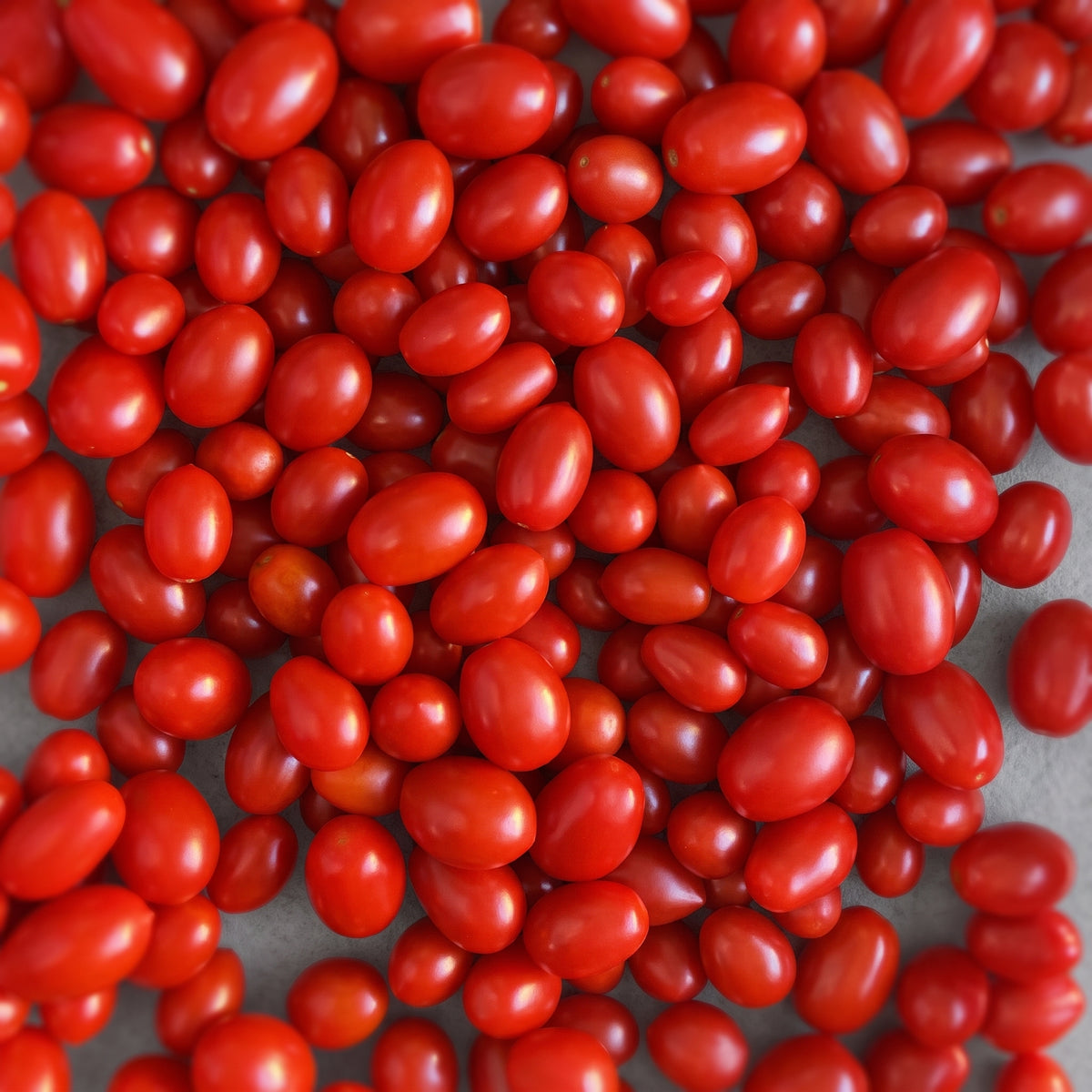 Laboratorio Pomodorini Datterini in Salsa Bio