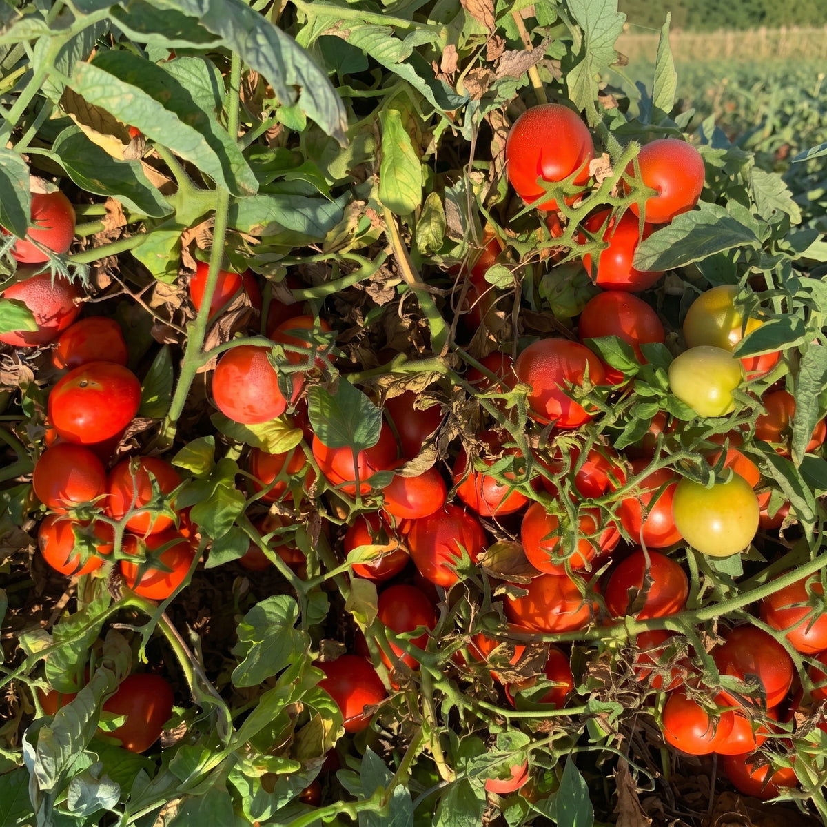 Laboratorio Pomodorini Datterini in Salsa Bio