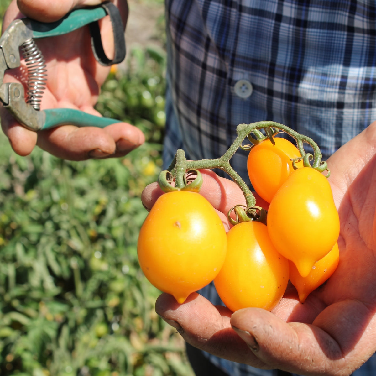 Laboratorio Pomodorini gialli in passata Bio