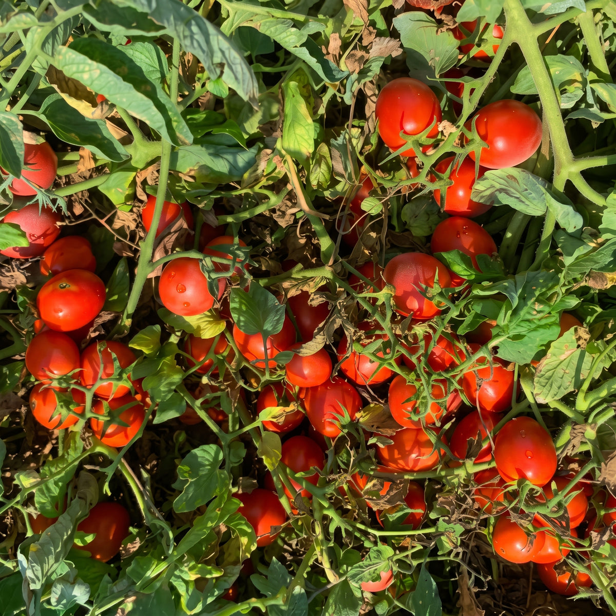 Laboratorio Salsa Passata Bio