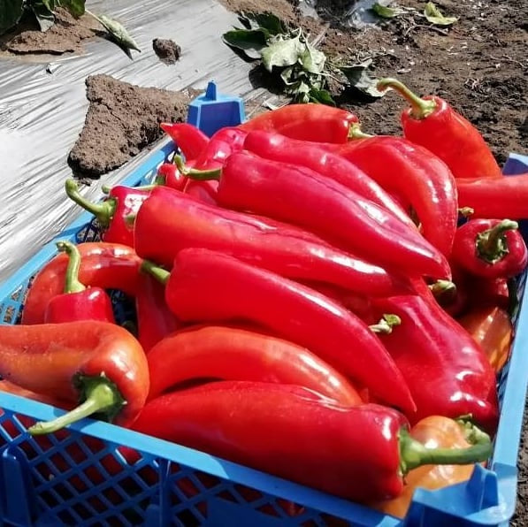 Bio Ajvar Klassisch Greenfood